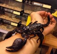 <b><font color='#333333'>世界上最大的蝎子,非洲帝王蝎（个体最大者达35厘米）</font></b>